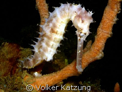 seahorse by Volker Katzung 
